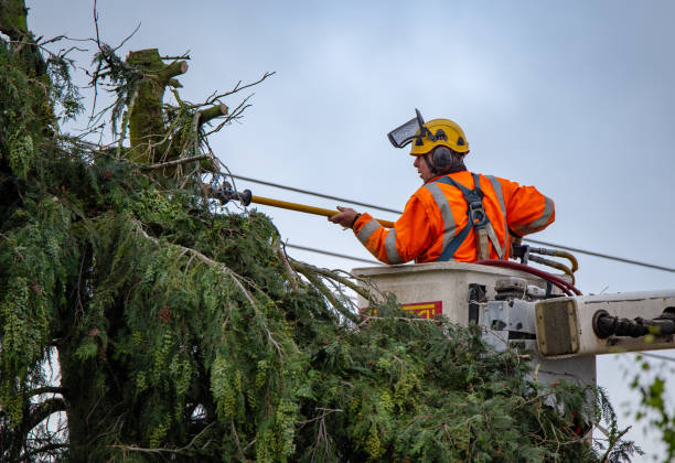 How Our Tree Care Process Works  in  Bensley, VA