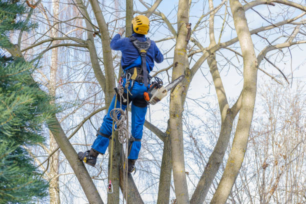 Trusted Bensley, VA Tree Care Experts
