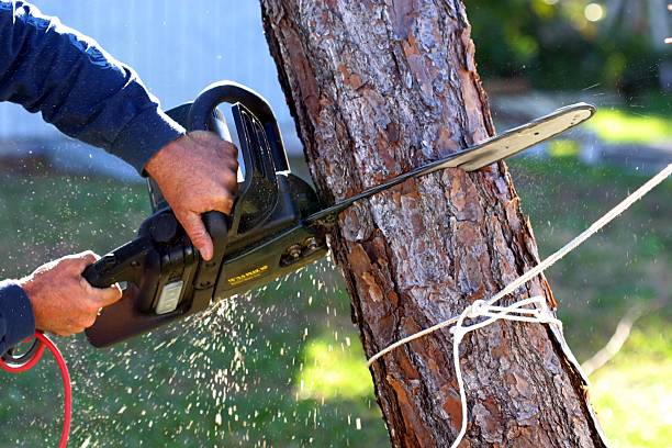 Best Storm Damage Tree Cleanup  in Bensley, VA